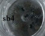 SREBRNE blaszki sb4 korona metalowe 10szt do zdobienia paznokci